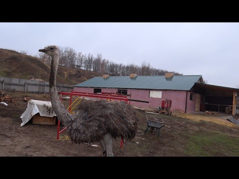 Видео: КУПИЛ БОЛЬШОГО СТРАУСА, на мясо, и колбасу