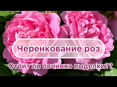 Видео: Черенкование роз на Урале. Стоит ли овчинка выделки??