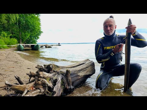 Видео: Подводная охота на угря ! Часть 1.Теория , главные секреты успеха.Июнь 2023