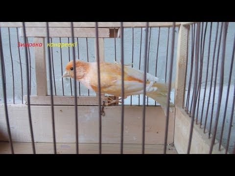 Видео: Канарейки- зимовка!!!Канароводам на заметку .