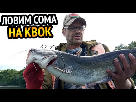 Видео: ПОКЛЁВКА СОМА И СПИННИНГ ЧУТЬ НЕ УШЁЛ ЗА БОРТ ЛОДКИ. РЫБАЛКА НА СОМА С КВОКОМ.