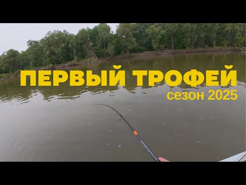 Видео: Первый выезд на Обь и сразу трофей! Рыбалка на джиг в июне, щука, судак.