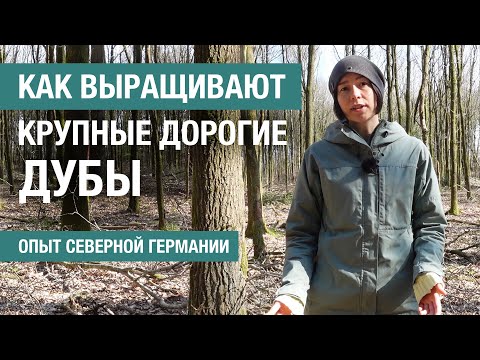 Видео: Как лесоводы Северной Германии работают с дубравами и деревьями будущего