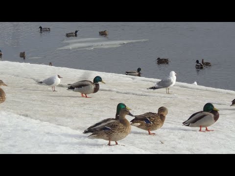 Видео: Год из жизни крякв.  Часть 4 . Весна.