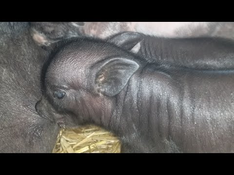 Видео: В'єтнамські свині, перший опорос.Скільки поросят?