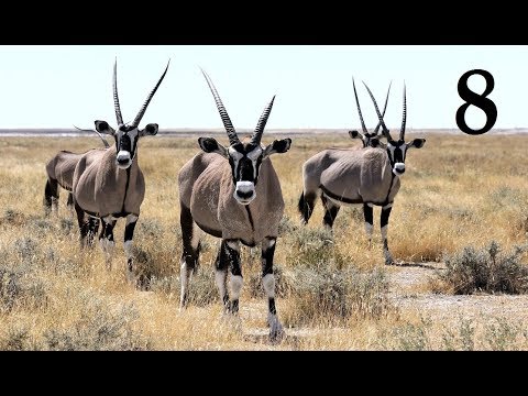 Видео: TheHunter Call of the Wild На ОХОТУ.  ОХОТИМСЯ В САВАННЕ # 8