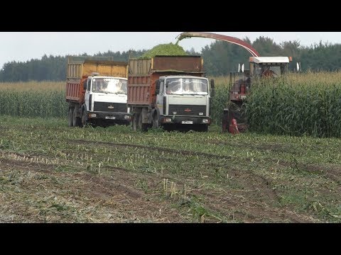 Видео: уборка кукурузы на силос в Белоусовщина