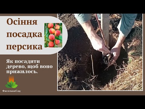Видео: Осіння посадка саджанця персика. Перевірений спосіб. Як посадити дерево, щоб воно прижилось.