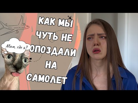 Видео: КАК МЫ ПЕРЕВЕЗЛИ КОШКУ В АМЕРИКУ | Что нам помогло при перевозке кошки