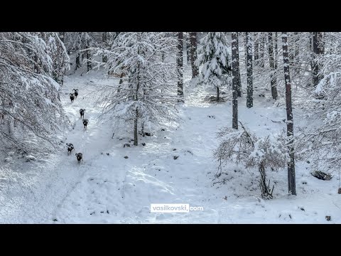 Видео: Снежно фотосафари в дивите Западни Родопи