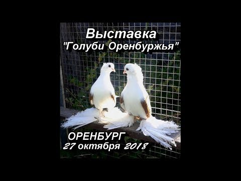 Видео: Выставка Голуби Оренбуржья 27 октября 2018 Оренбург... МС НИКС (Андрей Шкалобердов)
