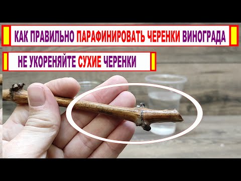 Видео: 🍇 Не бойтесь ПАРАФИНИРОВАТЬ ЧЕРЕНКИ ВИНОГРАДА перед укоренением! Не укореняйте СУХИЕ черенки.