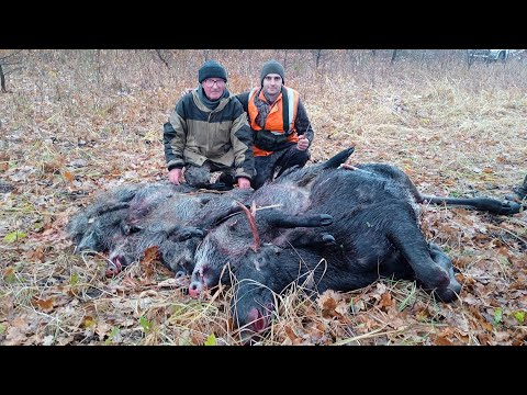 Видео: загонная охота на лося и кабана в Саратовской области 2023