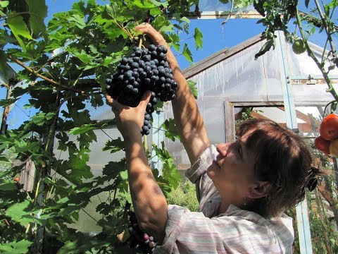 Видео: Виноград в теплице. Видео для начинающих