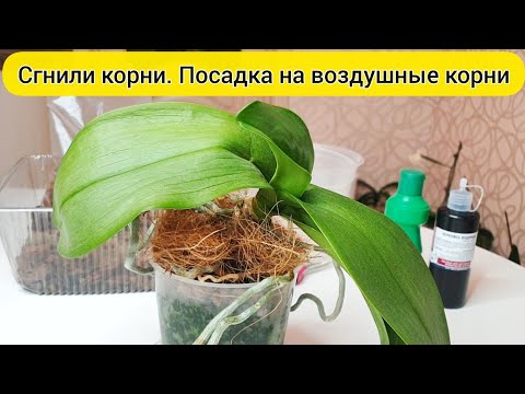 Видео: ПЕРЕСАДКА орхидеи со СГНИВШИМИ КОРНЯМИ на ВОЗДУШНЫЕ КОРНИ орхидеи