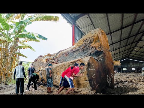 Видео: Обнаружена странная древесина из леса Палу!! стол для распиловки досок, материал на лесопилке