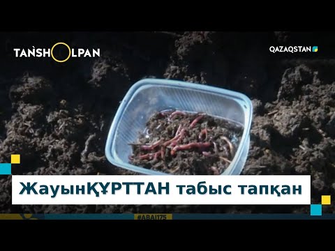 Видео: Жауынқұрт өсіріп табысқа кенеліп отырған оралдық кәсіпкер