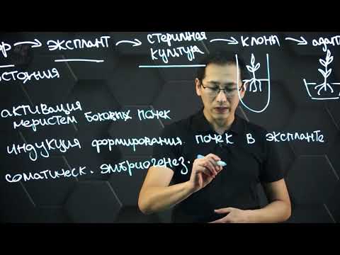 Видео: Микроклональное размножение. Этапы и методы микроклонального размножения растений. 11 класс.