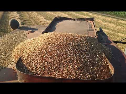 Видео: 🌾Настройка комбайна Нива СК 5 на пшеницу 🌾 Обкашиваем края 🌾