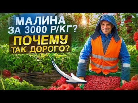 Видео: АГРОБИЗНЕС - ПОЛЕ ЧУДЕС С ВЫСОКОЙ РЕНТАБЕЛЬНОСТЬЮ?