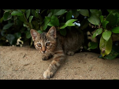 Видео: Проверка