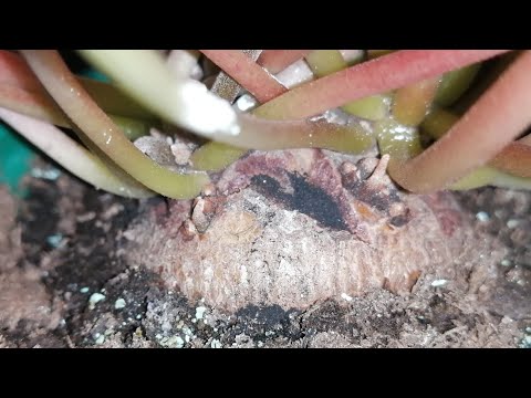 Видео: Цикламены. (Cyclamen) Почему трескается клубень цикламена.