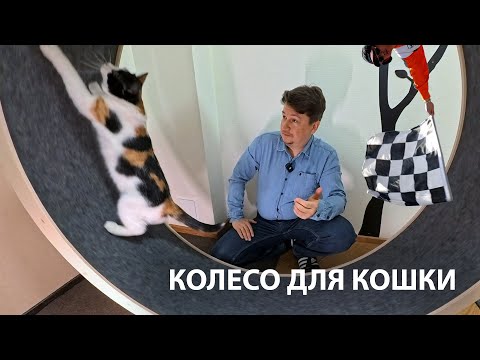 Видео: Колесо для кошки: сборка и тест-драйв