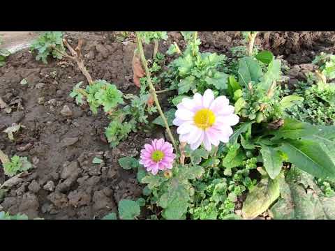 Видео: Хризантема 2021.