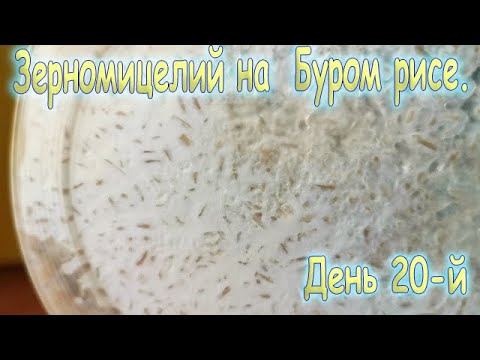Видео: 57. Зерномицелий на буром рисе. Серия -4- "20-й день со дня инокуляции".