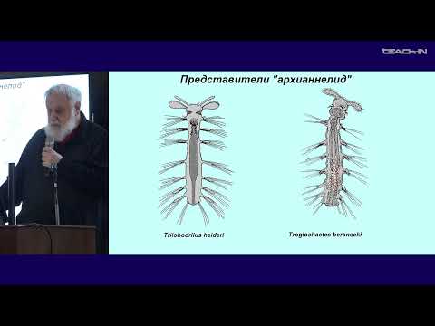 Видео: Малахов В.В. - Зоология беспозвоночных - 11. Тип Annelida (Кольчатые черви)
