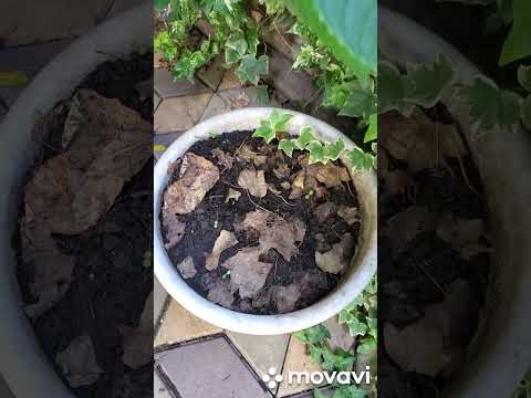 Видео: Мой осенний сад и ещё кое-что...