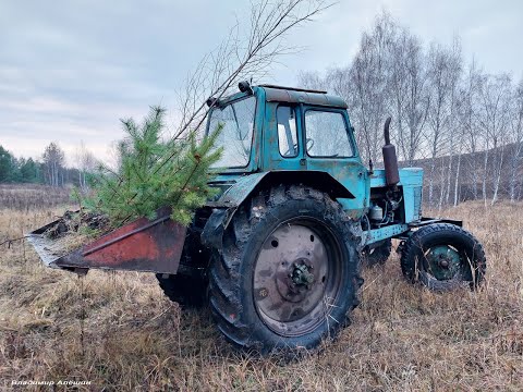Видео: По грязи на МТЗ-80 за саженцами!