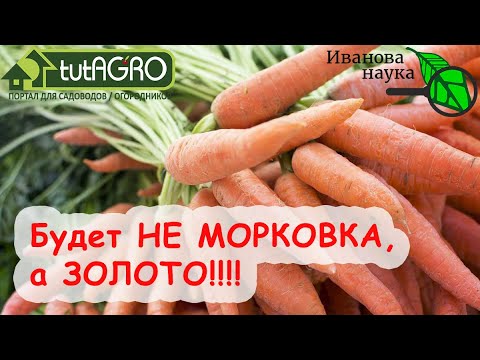 Видео: СОВЕТ ВАС УДИВИТ и ПОРАДУЕТ! СЕКРЕТ ПОДКОРМКИ МОРКОВИ на РОВНЫЙ и СОЧНЫЙ КОРНЕПЛОД.