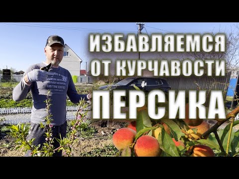 Видео: Избавляемся от курчавости персика