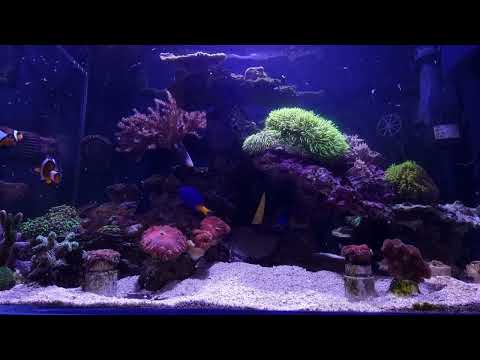 Видео: Как я кормлю кораллы в морском аквариуме