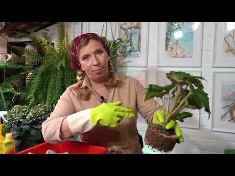 Видео: Пересадка бегоний. Особенности. Грунт. Питание.