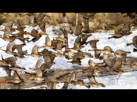 Видео: Полевые и домовые воробьи на корме. Passer montanus и Passer domesticus. Птицы на кормушке.