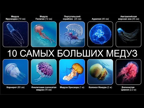 Видео: Топ 10 САМЫХ БОЛЬШИХ МЕДУЗ