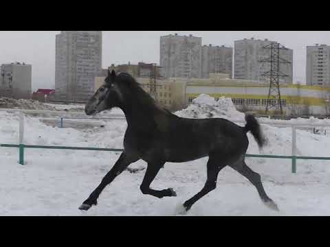 Видео: КОМАНДУЮЩИЙ