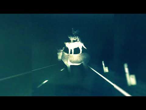 Видео: СПБ -  Бар голубой койот