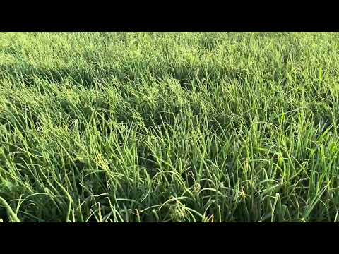 Видео: 15 июля 2024 г цибуля