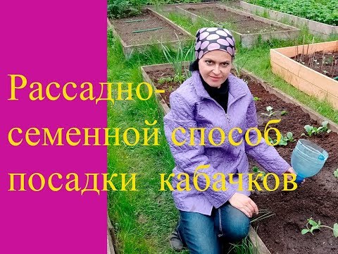 Видео: Посадка кабачков