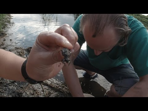 Видео: С Этой Наживкой прикормка Не Нужна! 100% Наловишь Рыбы! Самый Простой Способ наловить Рыбы! КАЗАРА!