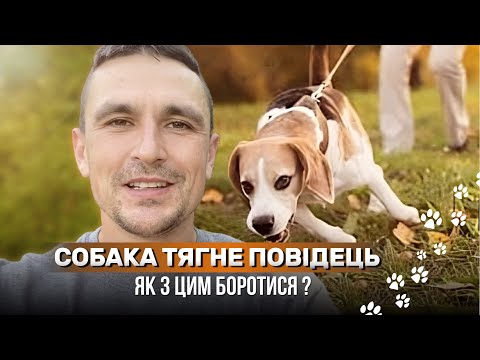 Видео: Собака тягне повідець. Як з цим боротися