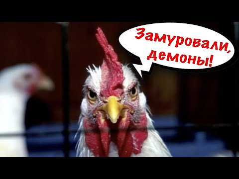 Видео: Курятник построен! Самоизоляция для кур!