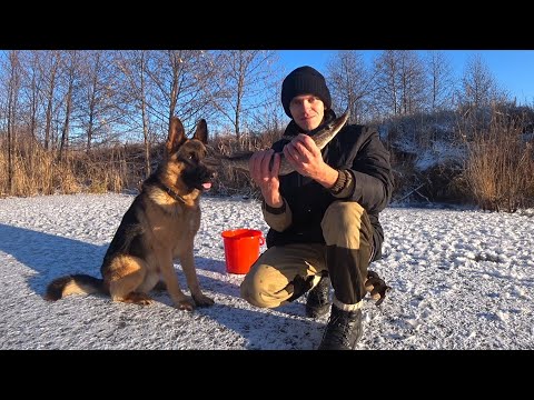 Видео: Удачный первый лед! Щука на жерлицы