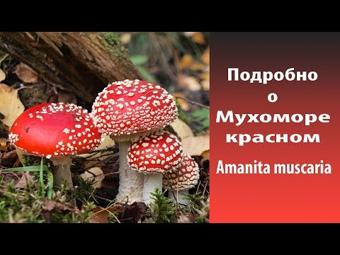 Видео: Подробно о Мухоморе красном - Amanita muscaria.