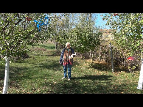 Видео: Епизод 51. Есенни грижи за овошките.