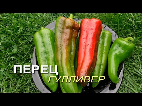 Видео: Перец сладкий ГУЛЛИВЕР. Обзор сортов ПЕРЦЕВ!