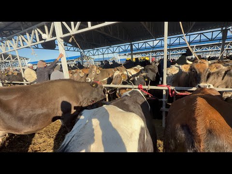 Видео: Уй базар сокулук мал базары 9- ноябрь